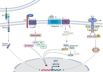 MYCN in human development and diseases